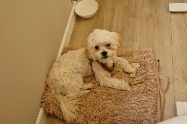 Ollie