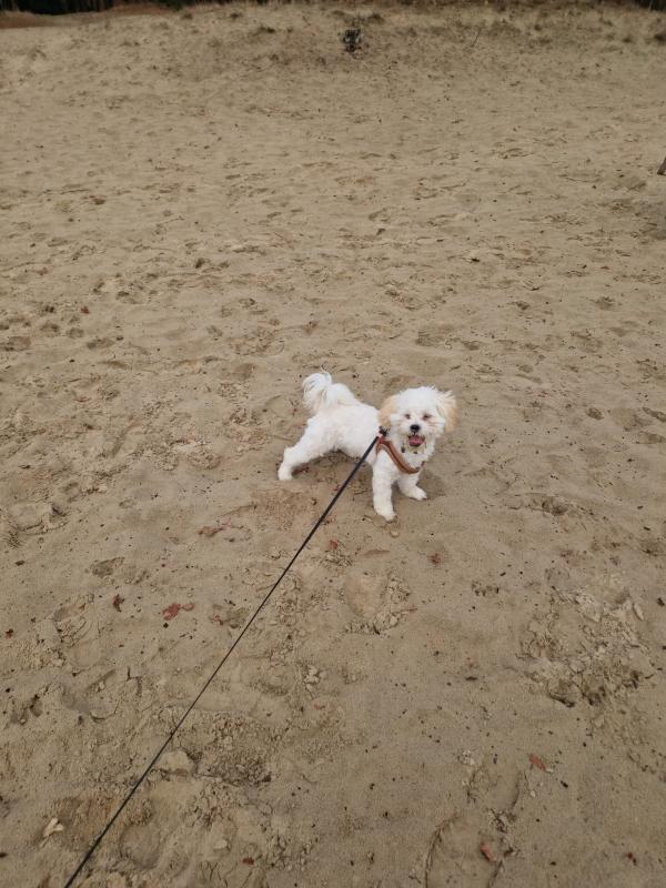 Ollie