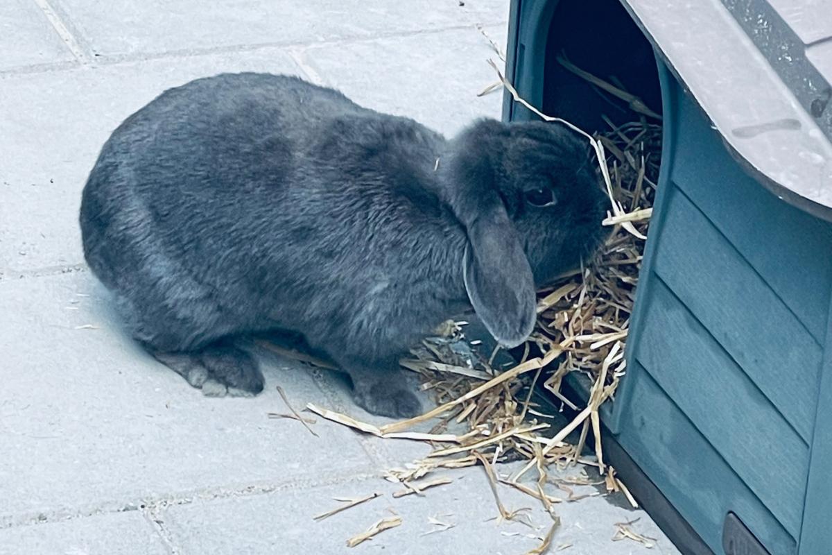 Bunny