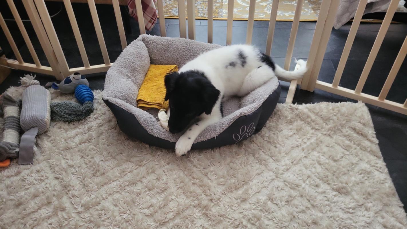 Oreo