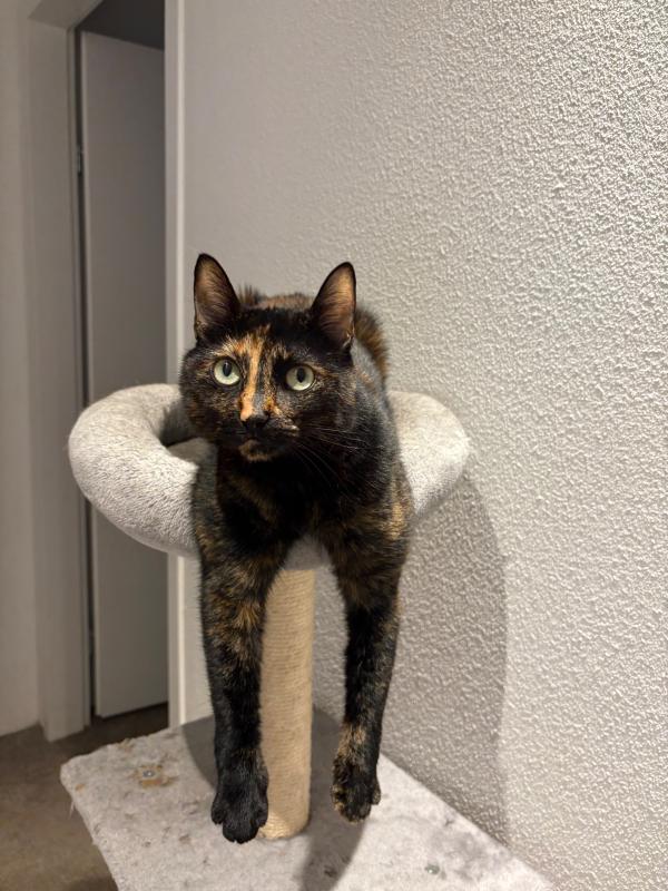 Milly