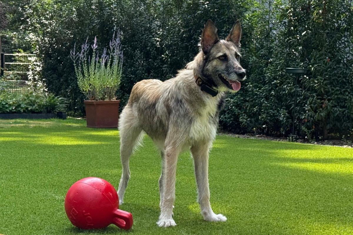 Loki
