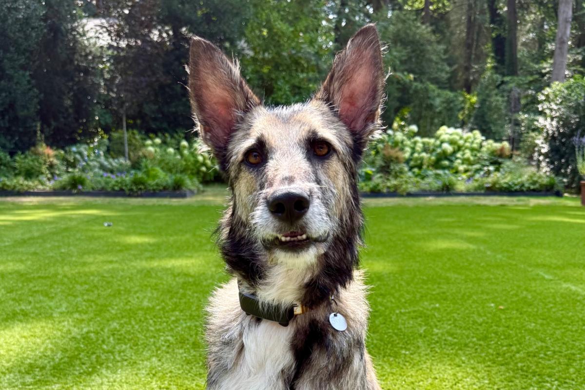 Loki