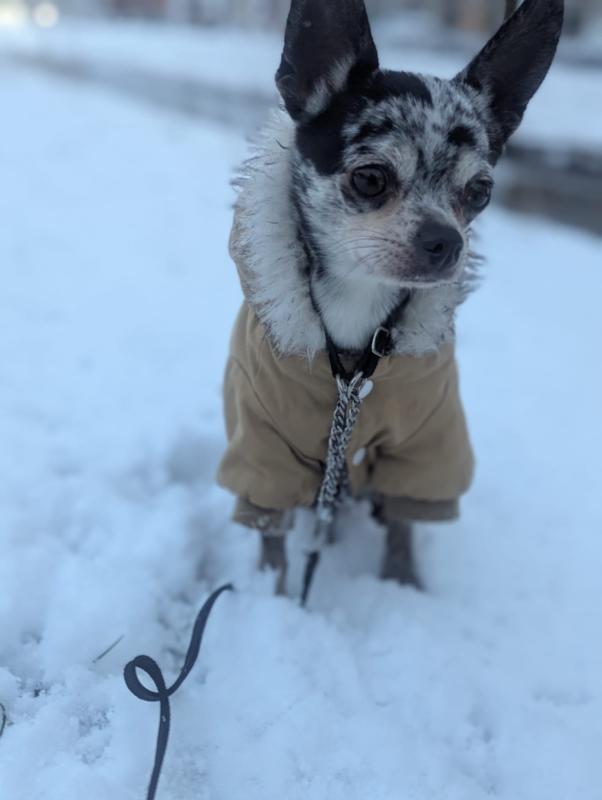 Oreo