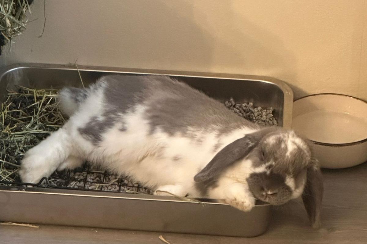 Lulu