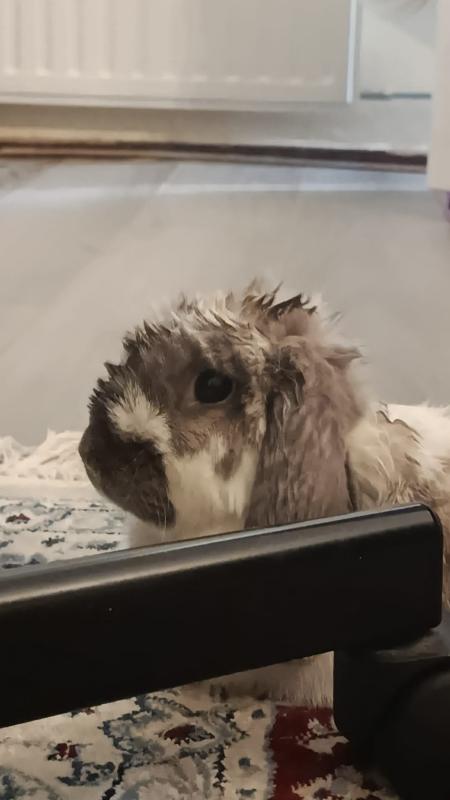 Lulu