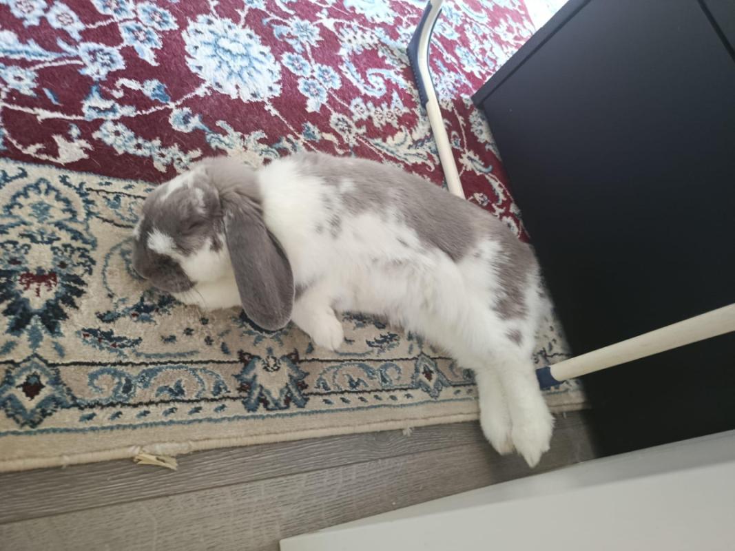 Lulu