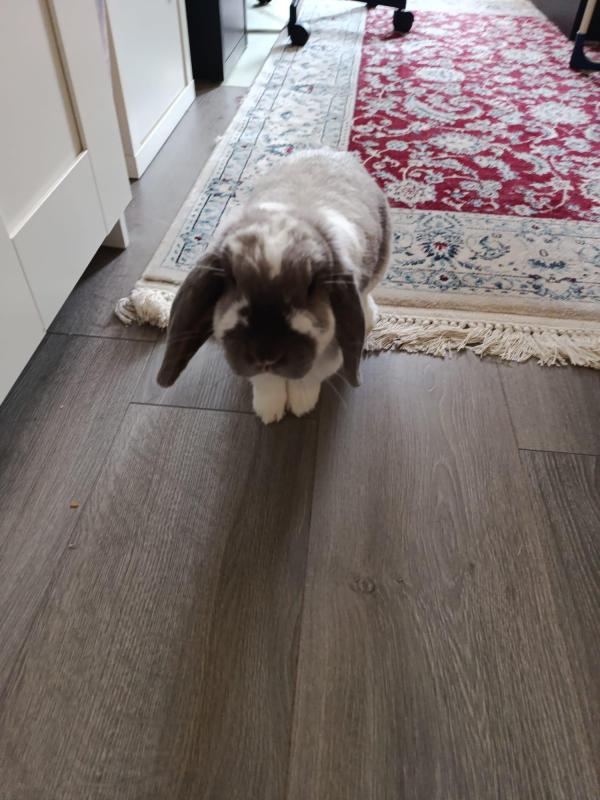 Lulu
