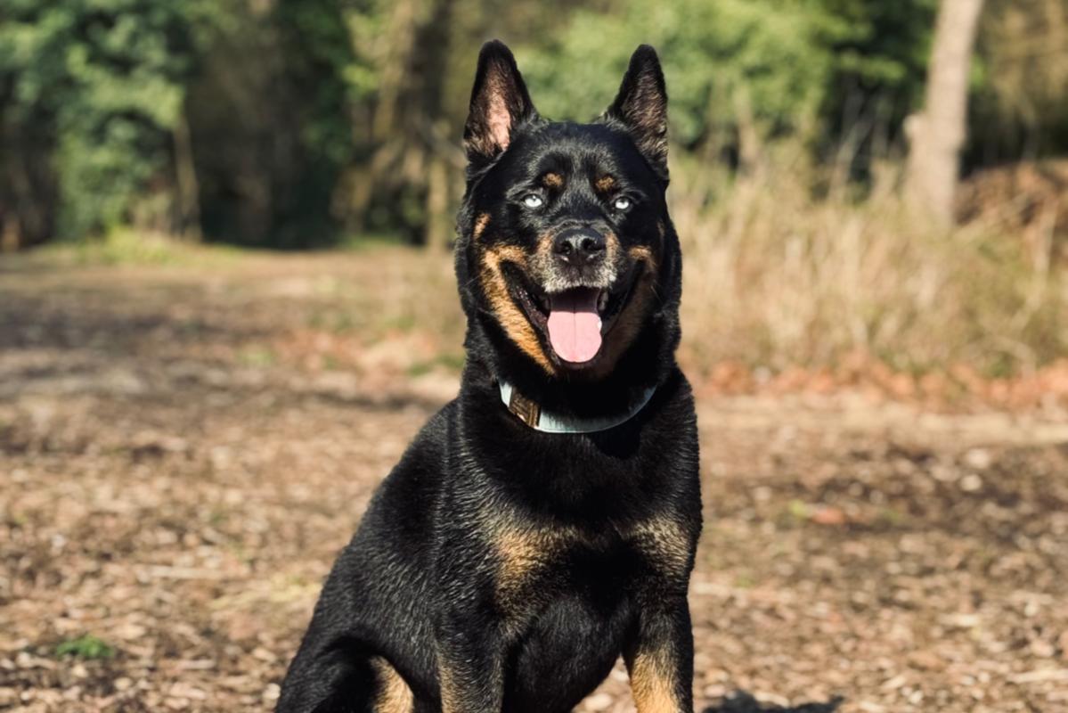Loki