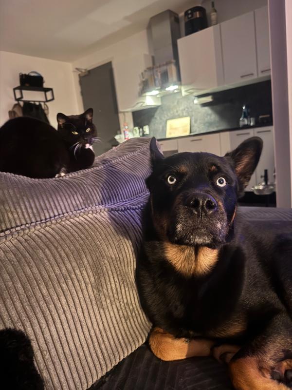 Loki