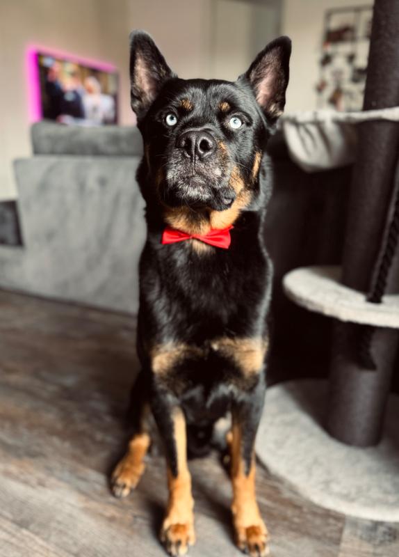 Loki