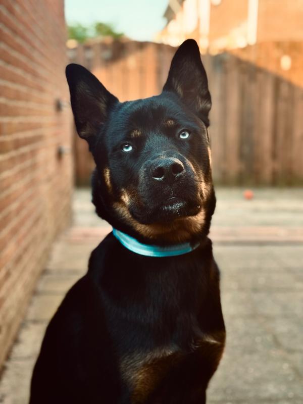 Loki