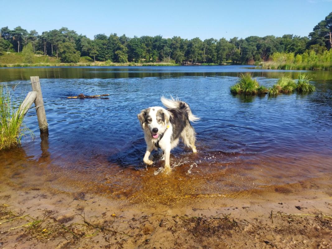 Stella