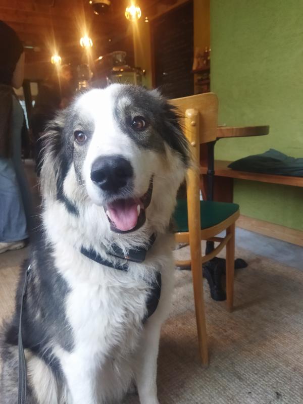 Stella