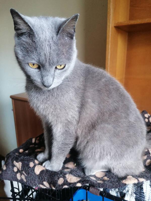 Iggy