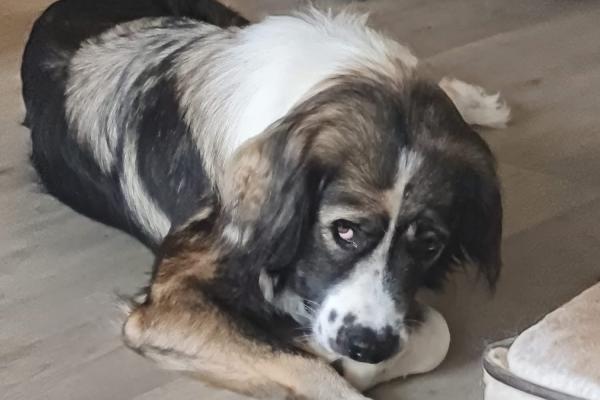Ronja