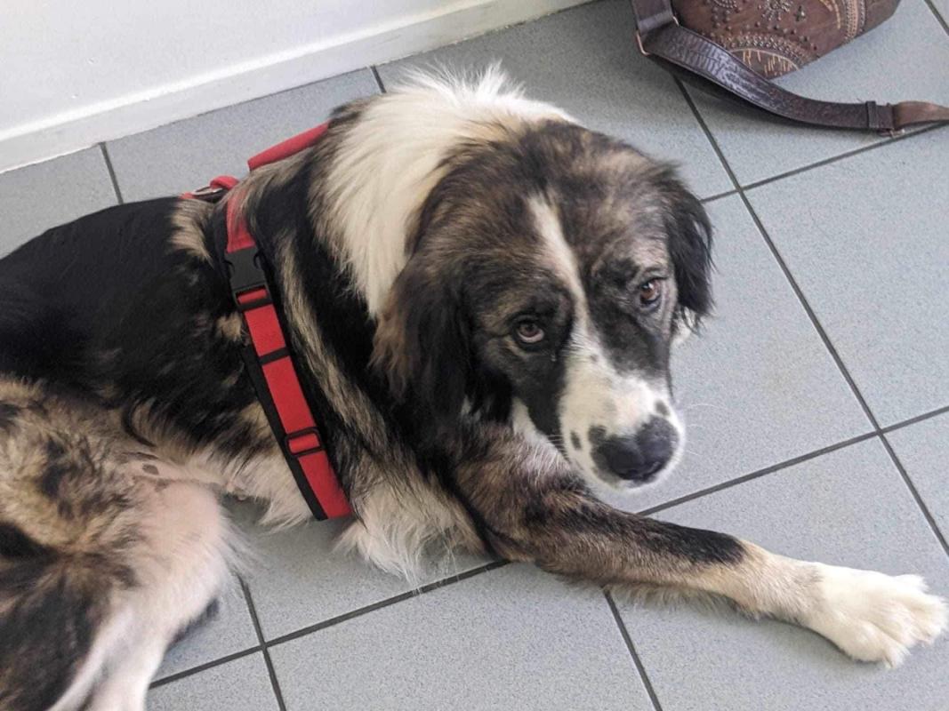 Ronja