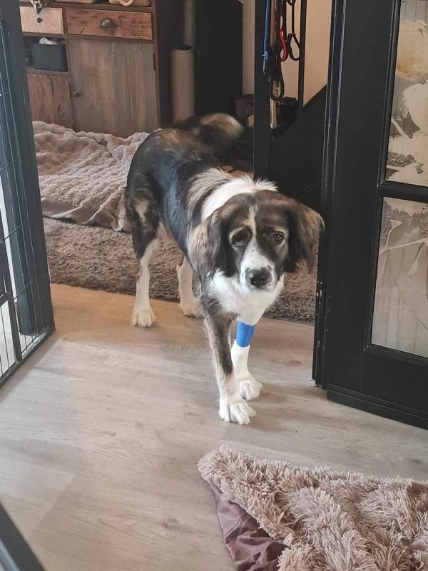 Ronja