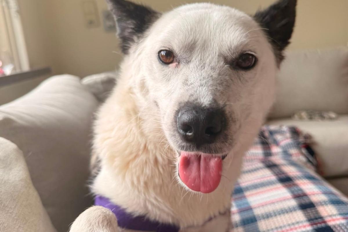Joey (Panda)