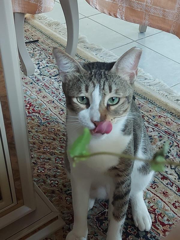 Tom