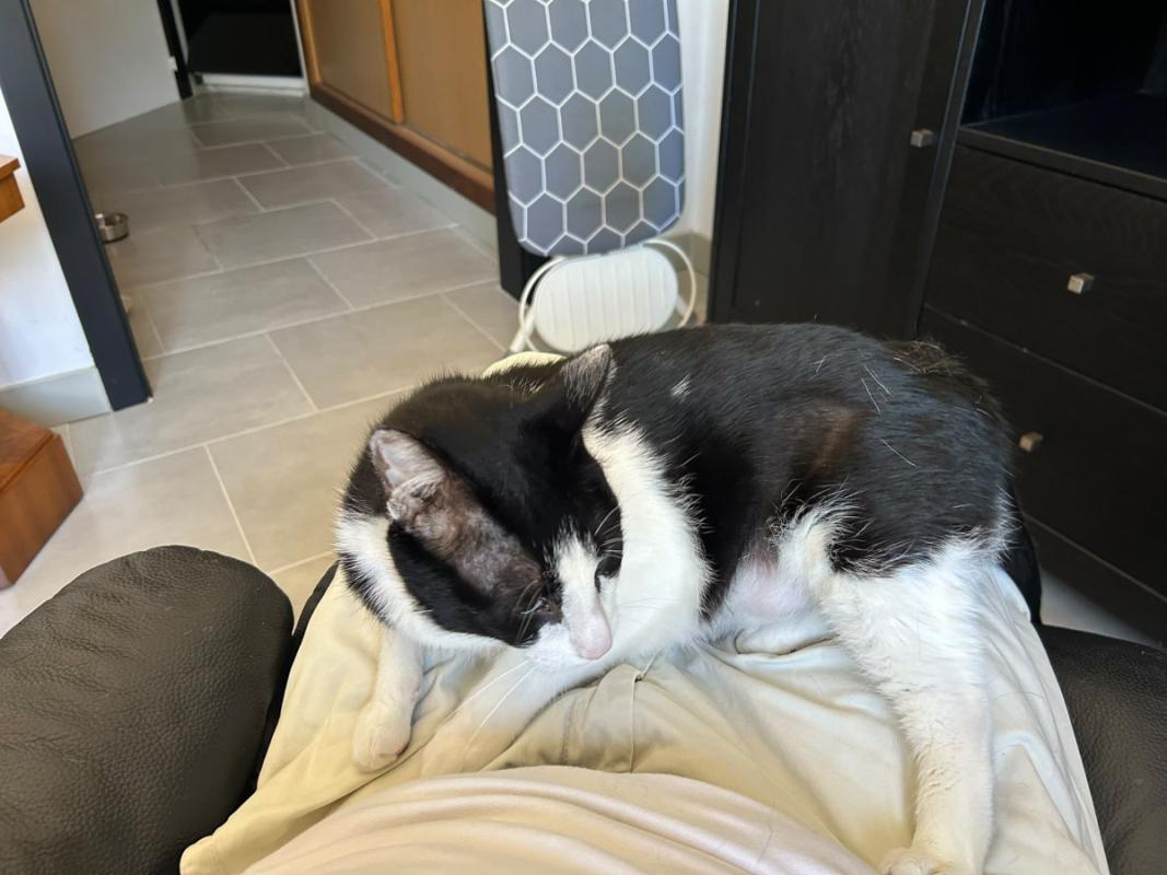 Chico