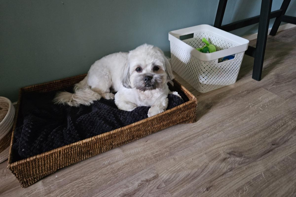 Bodi
