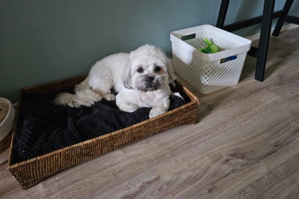 Bodi