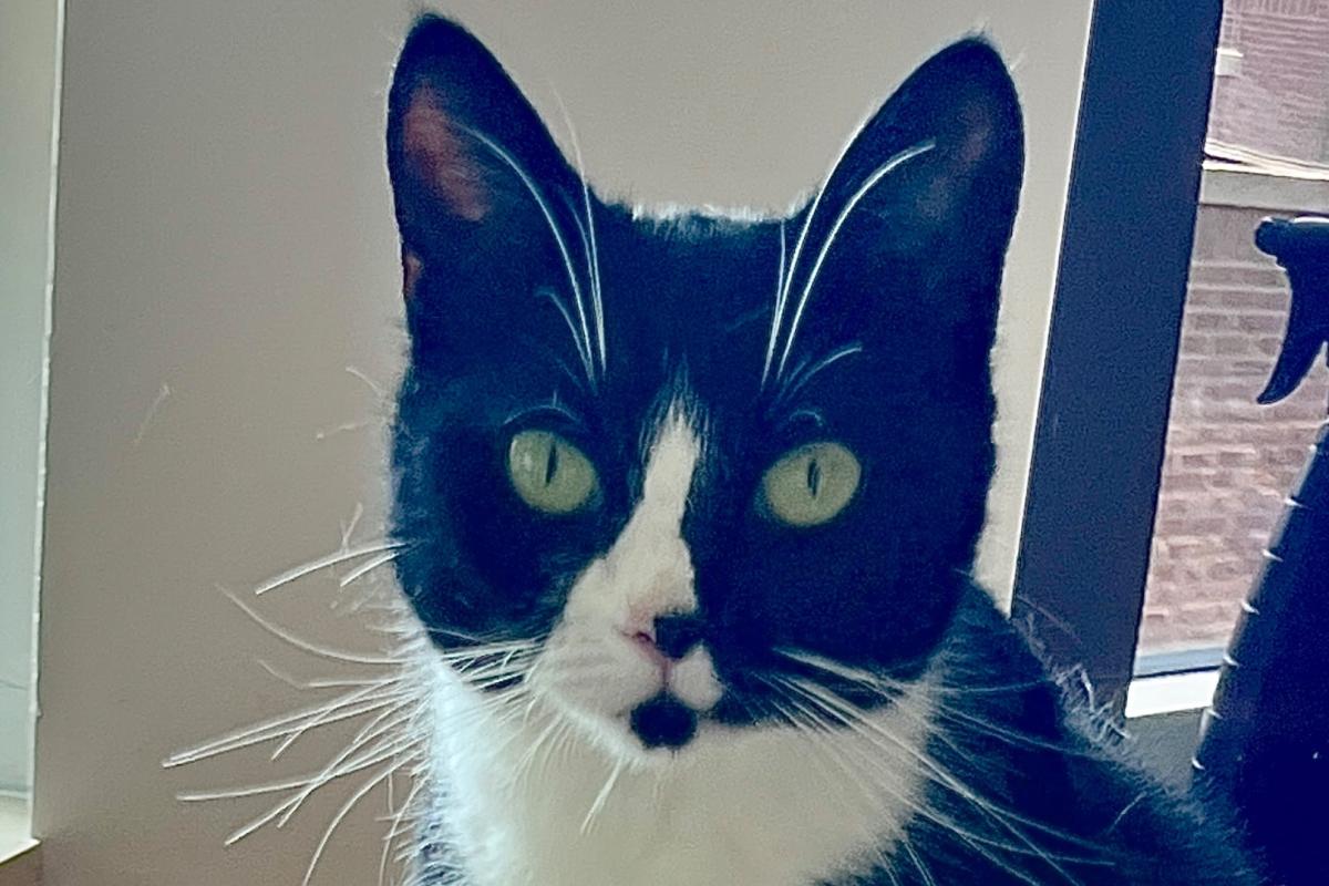 Jet
