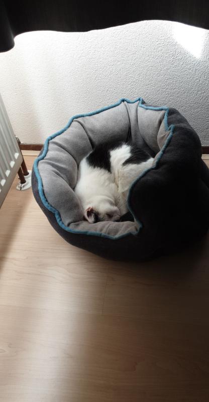 Yetje
