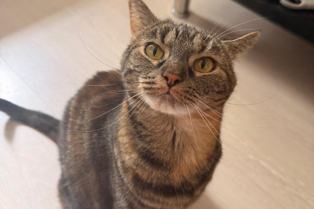 Meisje