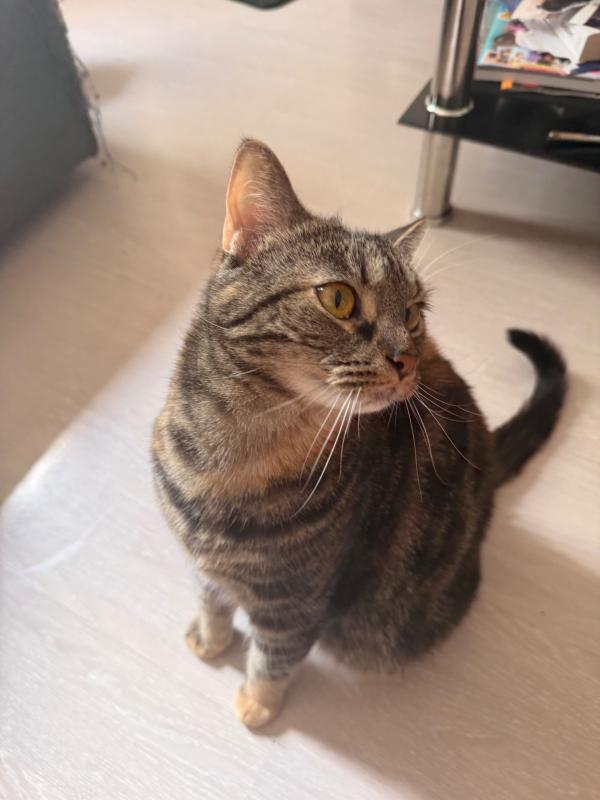 Meisje