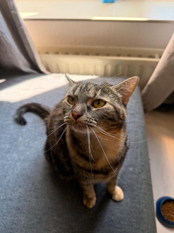 Meisje