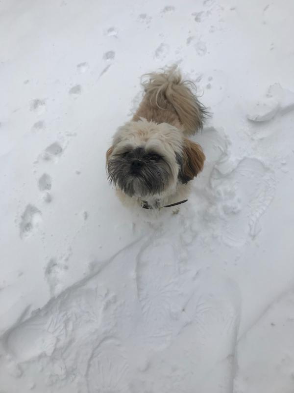 Gino