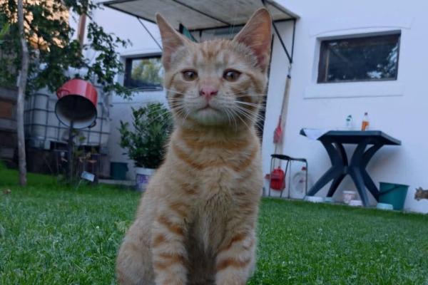 Garfield
