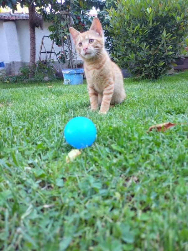 Garfield
