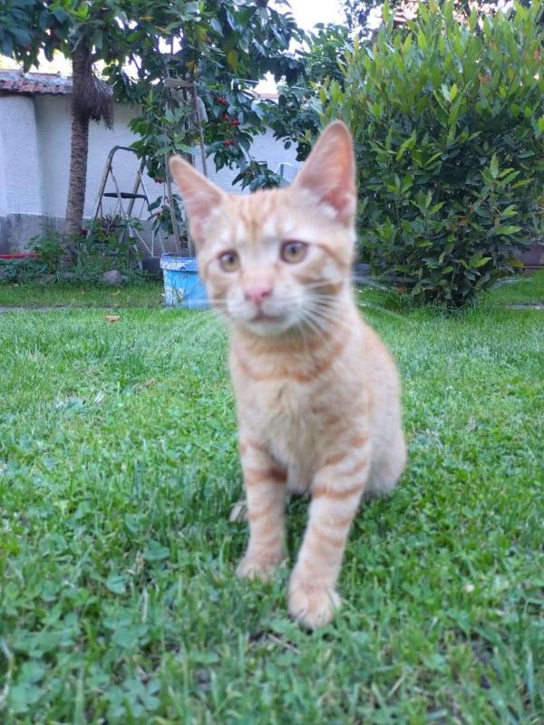 Garfield
