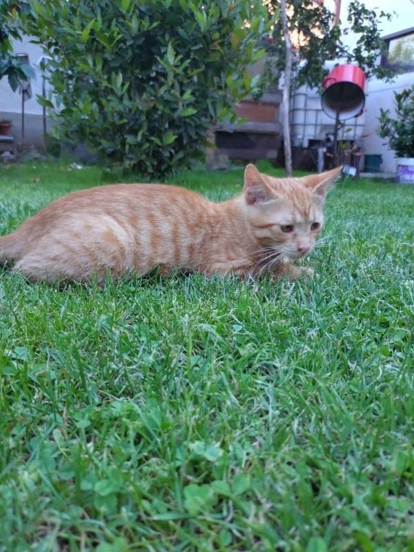 Garfield