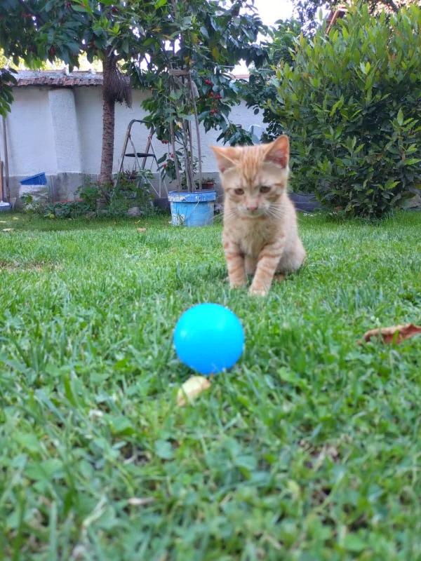 Garfield