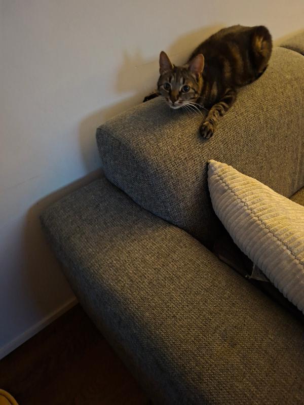 Simba