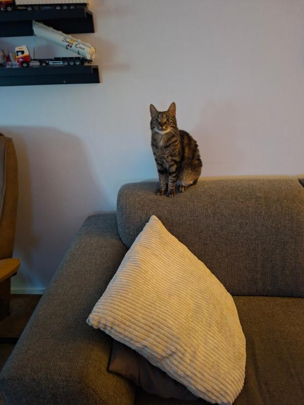 Simba