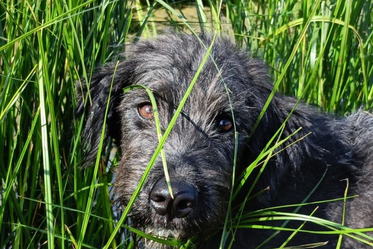 Maxi