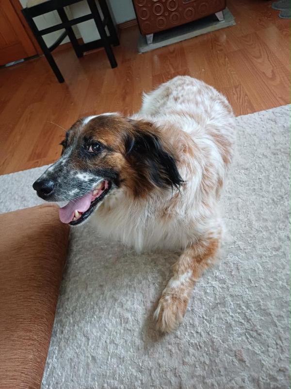 Aziz