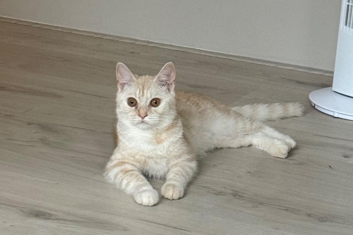 Otis