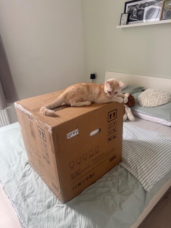 Otis