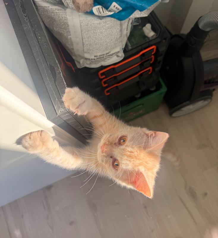 Otis
