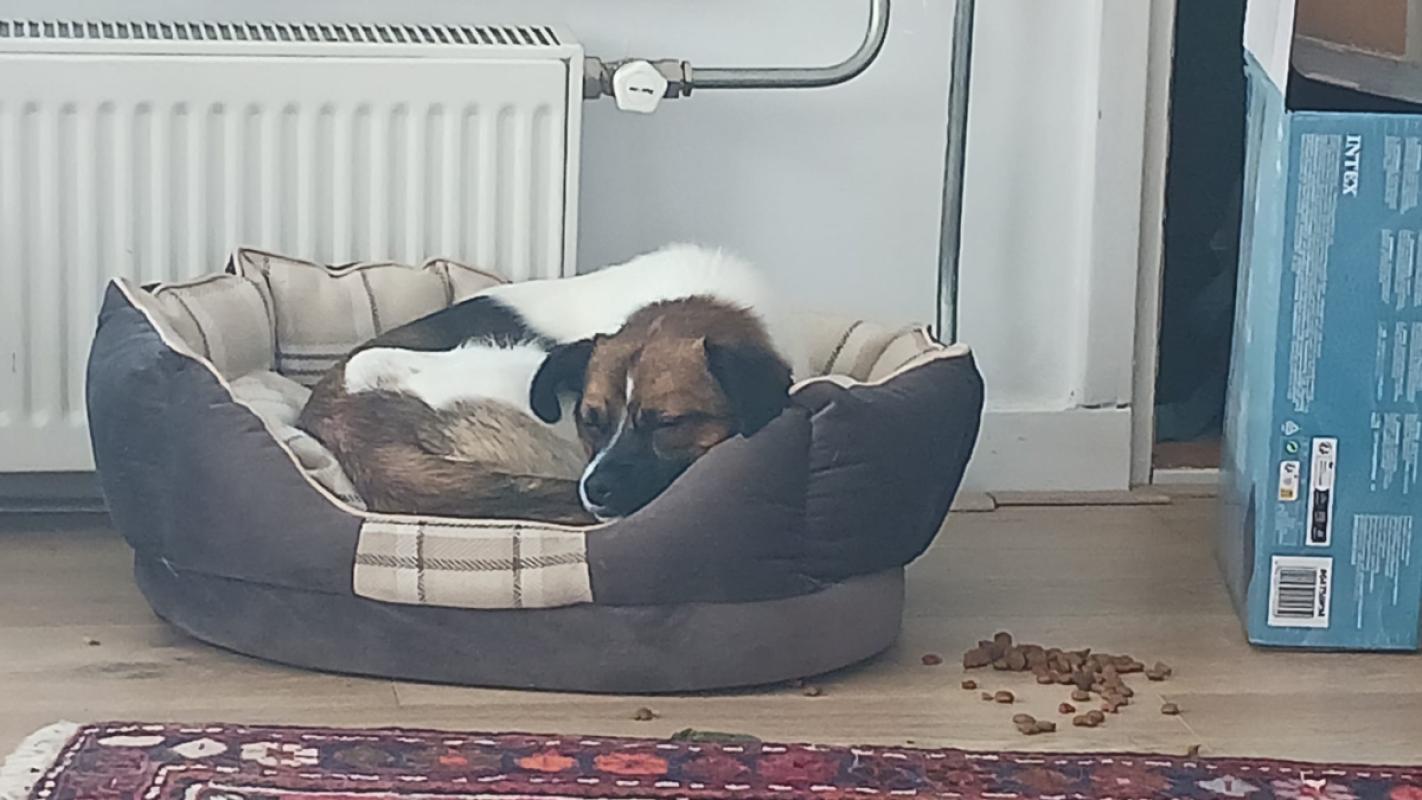 Lilo