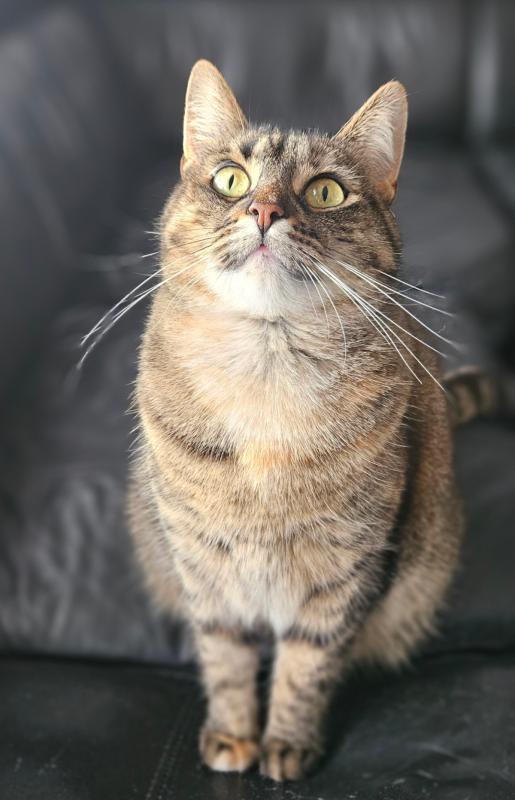 Lola