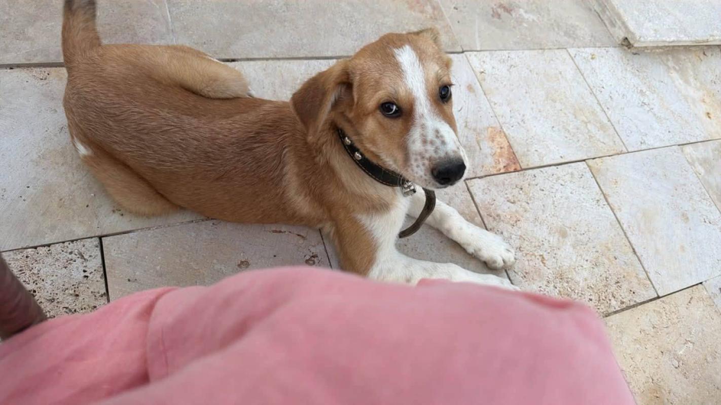 Dina