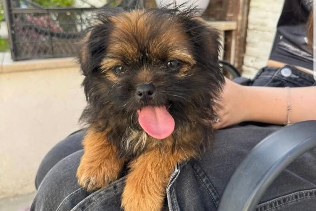 Reyna