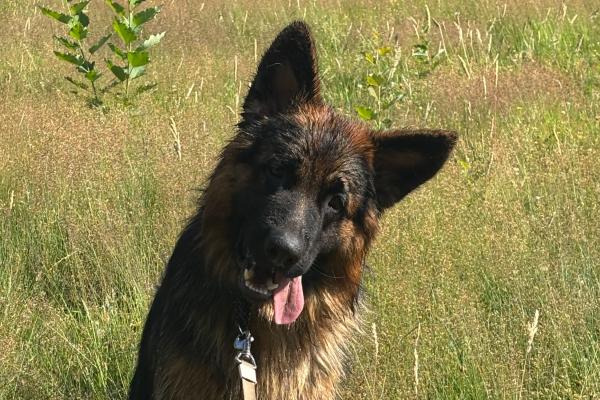 Balou
